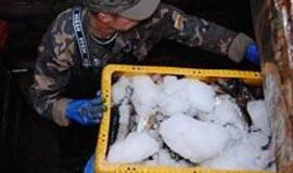 Išaušo žuvų dalybų diena