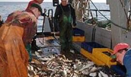 Vertingiausias Lietuvos žvejų laimikis tapo nevertingas