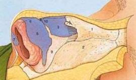 Atliktos pirmosios nosies ir prienosinių sinusų operacijos naudojant navigacinę įrangą