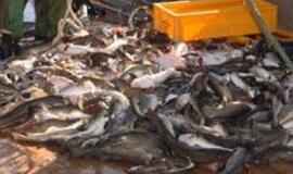 Baltijos žvejams - žvejybos Viduržemio jūroje taisyklės