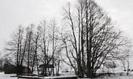 Kantvainiai - gandrų ir rožynų kaimas