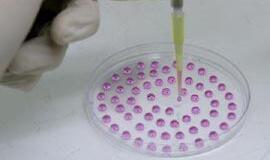 Atvertas kelias atsarginėms kūno dalims kurti