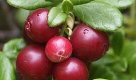 Kaip saugoti inkstus