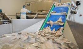 Kodėl italai valgo Baltijos menkės filė, o lietuviai - ne?