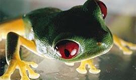 Neteko darbo, nes gelbėjo varlę