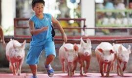 Kanados mokslininkai skelbia iššifravę kiaulių gripo sukėlėją