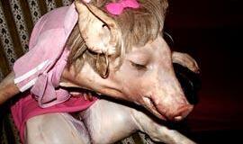 PSO įspėja, kad kiaulių gripas gali mutuoti, sukeldamas pandemiją