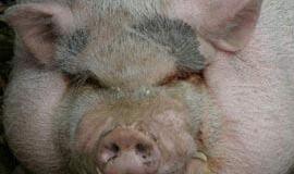 Lenkijoje - du nauji kiaulių gripo atvejai