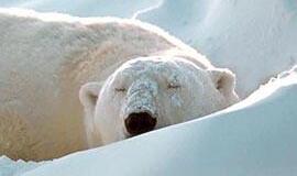 Nuo nemigos - šaldomoji kepuraitė