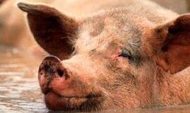 Kiaulių gripu pasaulyje serga jau beveik 56 tūkst. žmonių