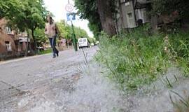 Gydytojai tuopų nekirstų, bet nušienautų pievas