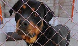 Besibeldžiantys letenėlėmis į širdį