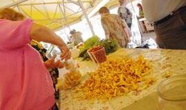 Dėl galimos radioaktyviosios taršos gyventojai kviečiami tirti surinktas miško gėrybes