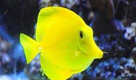 Kai žuvis švyti, lyg prarijus lemputę