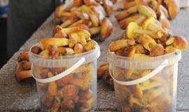 Daugėja apsinuodijimų grybais