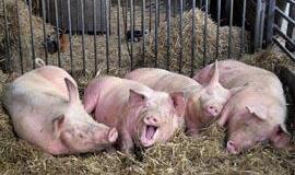 Dar penkiems asmenims diagnozuotas naujasis gripas