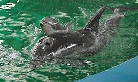 Delfinės irgi mėgsta apglėbti savo mažylius