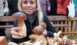 Grybai gali būti ir naudingi, ir žalingi