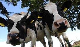 Vabalų kaimui laimę neša žalčiai