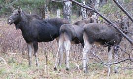Migruojantys briedžiai neaplenkia Klaipėdos