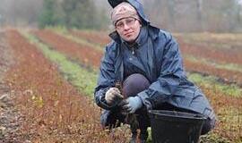 Atgimsta gyvybingasis žemaitiškas miškas