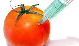 Siūloma uždrausti GM organizmus išleisti į aplinką