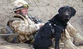 Afganistane tarnavusiam labradorui įteiktas aukščiausias Didžiosios Britanijos apdovanojimas gyvūnams