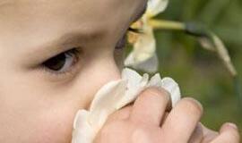 Civilizacijos liga - alergija