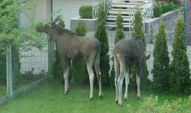 Klaipėdos gyventojų svečiai - briedžiai