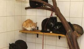 Dešimtys gyvūnų bute - terapijai?