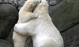 Mamos gailestis - vaiko sveikatos profilaktika