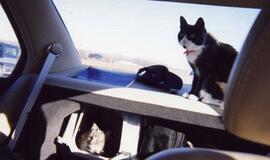 Amerikietė vairavo su 15 katinų automobilyje