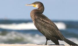 Nerija - paukščių rojus