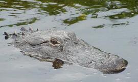 Šiaurės Amerikos pakrantė