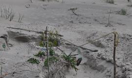 Menininkų žaidimai Smiltynės smėlyje