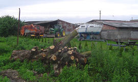 Mingėje – rekviem naikinamai gamtai