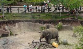 Šiaurės Amerikos pakrantė