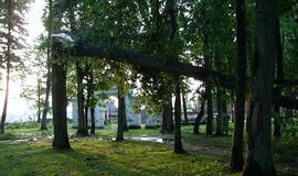 Audra Švėkšnoje penktadienį vartė medžius