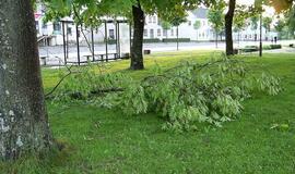 Audra Švėkšnoje penktadienį vartė medžius