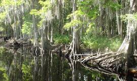 Šiaurės Amerikos pakrantė