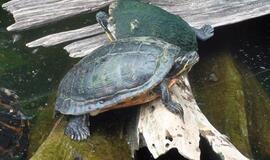 Šiaurės Amerikos pakrantė