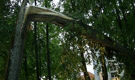 Audra Švėkšnoje penktadienį vartė medžius