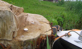 Mingėje – rekviem naikinamai gamtai