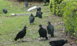 Šiaurės Amerikos pakrantė