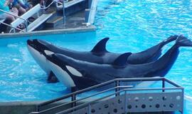 Šiaurės Amerikos pakrantė