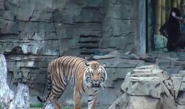 Šiaurės Amerikos pakrantė