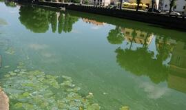 Danės upė mėlynuoja