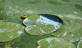 Dėl pamėlusios Danės nerimauti neverta