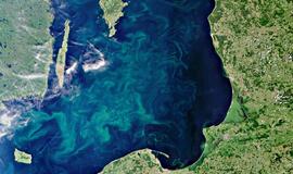 Gausiai "žydinti" Baltijos jūra neramina aplinkosaugininkus