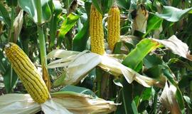 Lietuva dėl genetiškai modifikuotų produktų laikysis ypač atsargios pozicijos